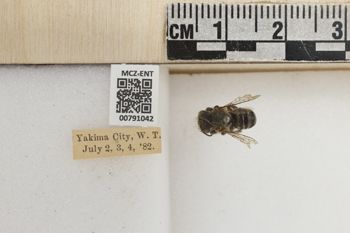 Media type: image;   Entomology 791042 Aspect: Labels